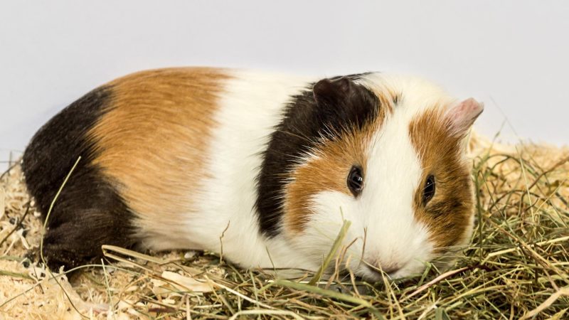 What does a regular diet of a guinea pig look like