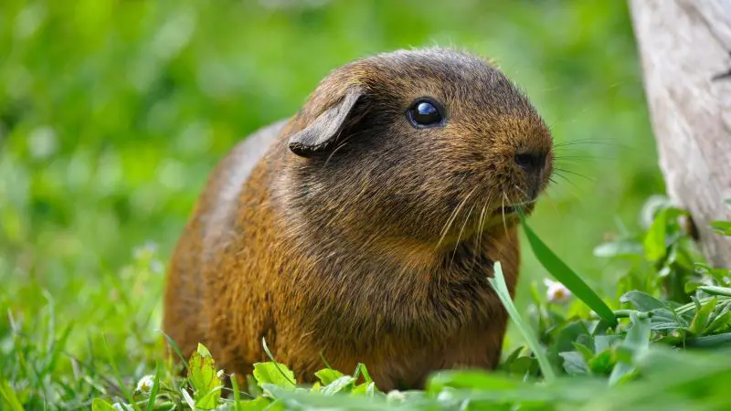 Why aren’t my guinea pigs eating peas