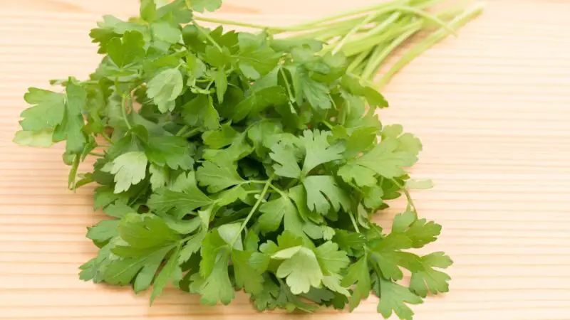 Are Italian Parsley Bad for Guinea Pigs