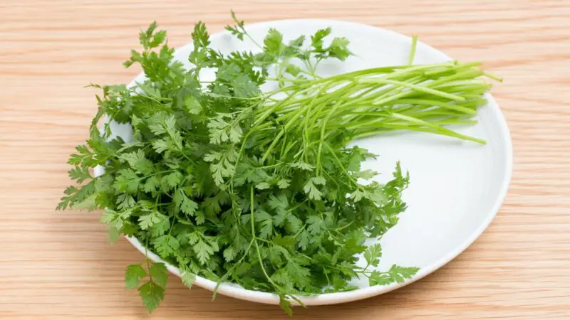 Are Italian Parsley Good for Guinea Pigs