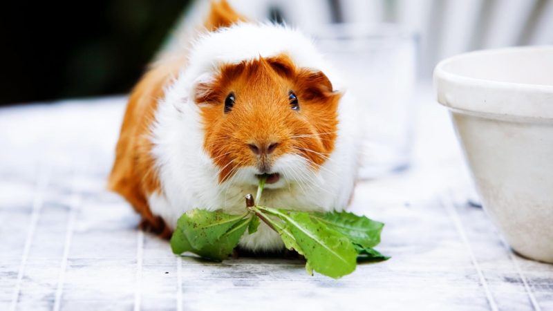 Are Leaves Bad for Guinea Pigs