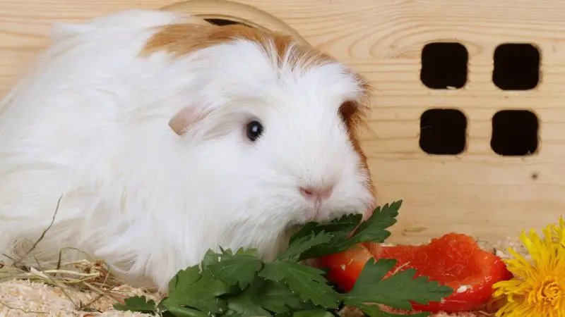 Are Leaves Good for Guinea Pigs
