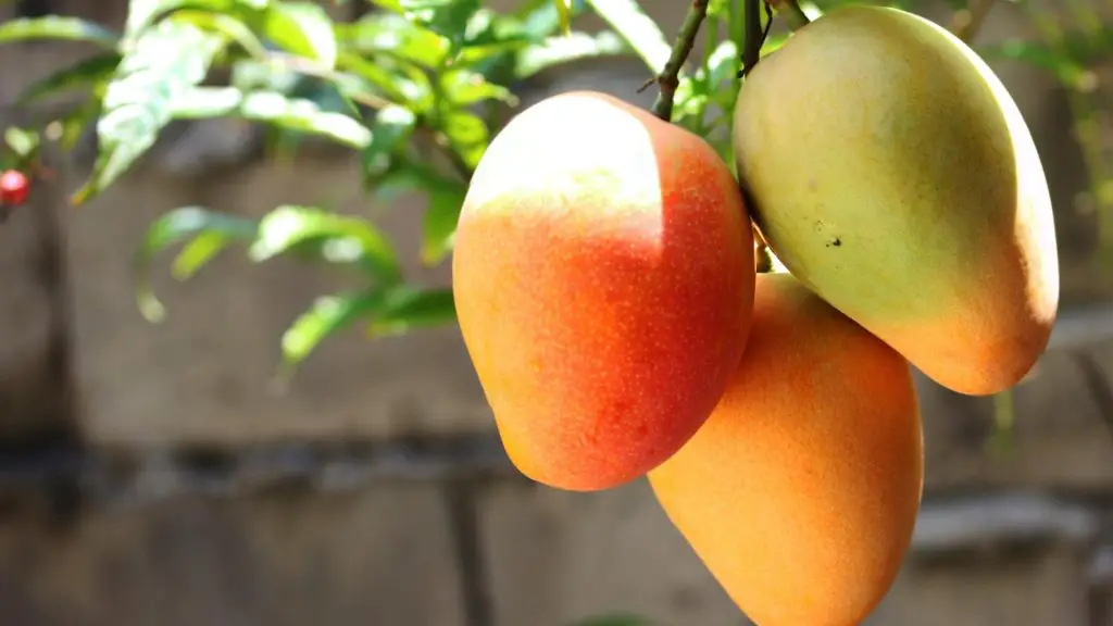 Are Mango Skin Good for Guinea Pigs