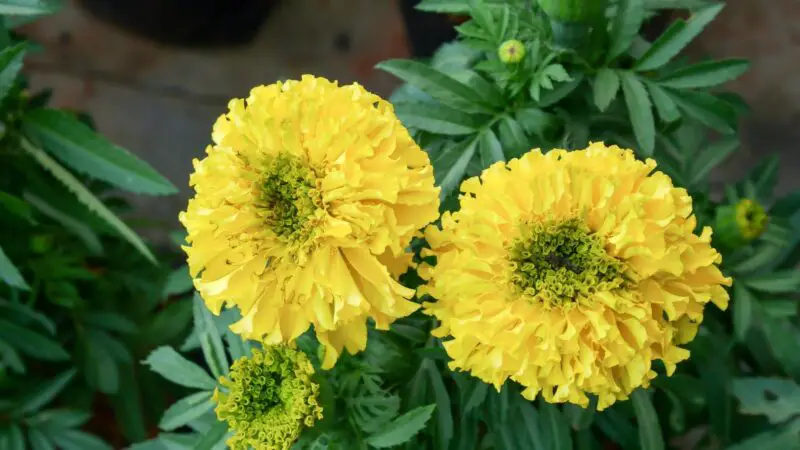 Are Marigolds Bad for Guinea Pigs