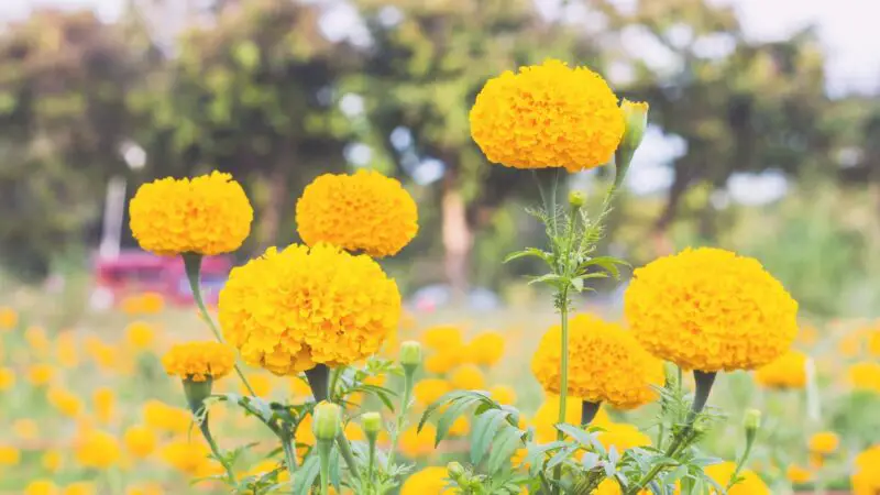 Are Marigolds Good for Guinea Pigs