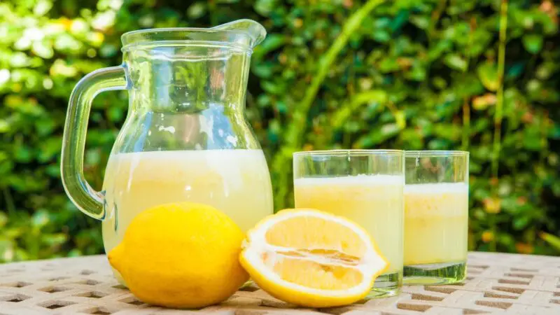 Can Guinea Pigs Drink Lemonade