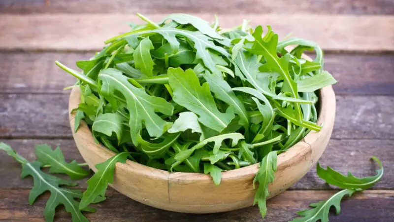 Can Guinea Pigs Eat Arugula