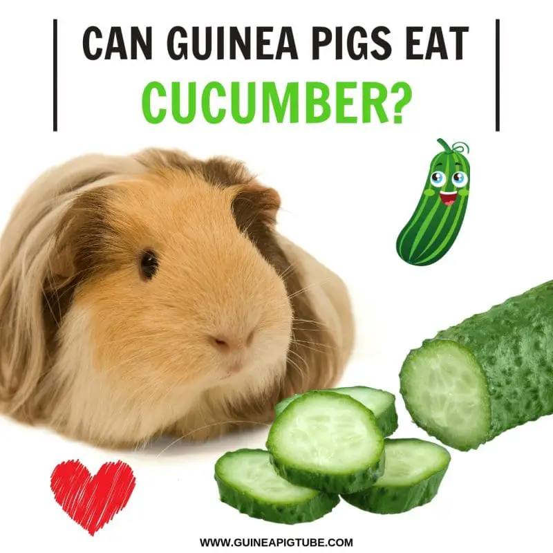 Can Guinea Pigs Eat Cucumber Benefits Risks Serving Size
