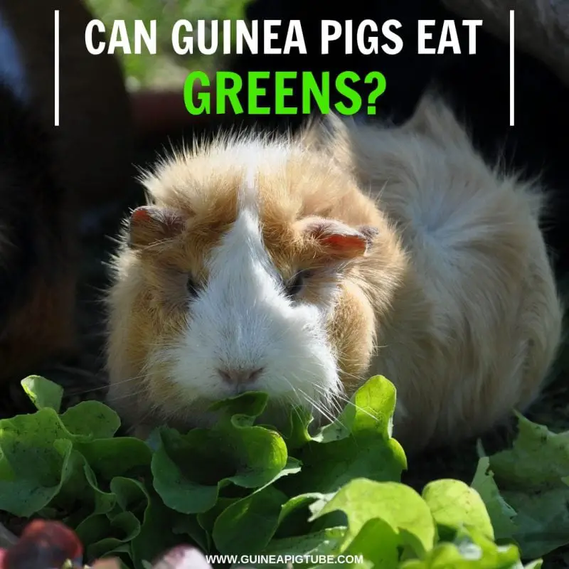 Can Guinea Pigs Eat Greens