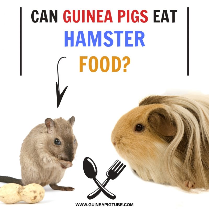 Can Guinea Pigs Eat Hamster Food