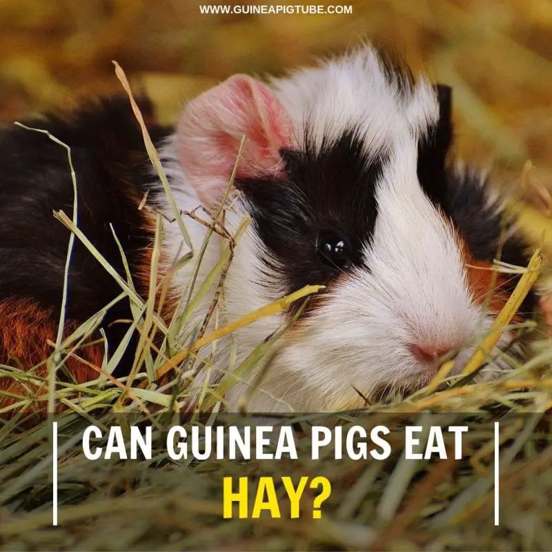 Can Guinea Pigs Eat Hay