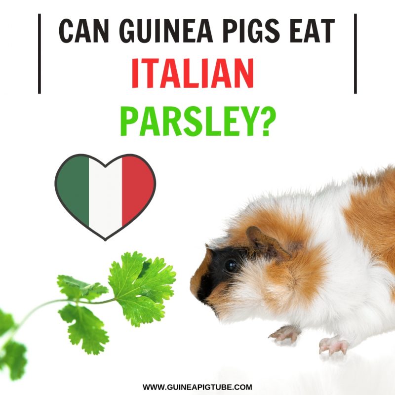 Can Guinea Pigs Eat Italian Parsley