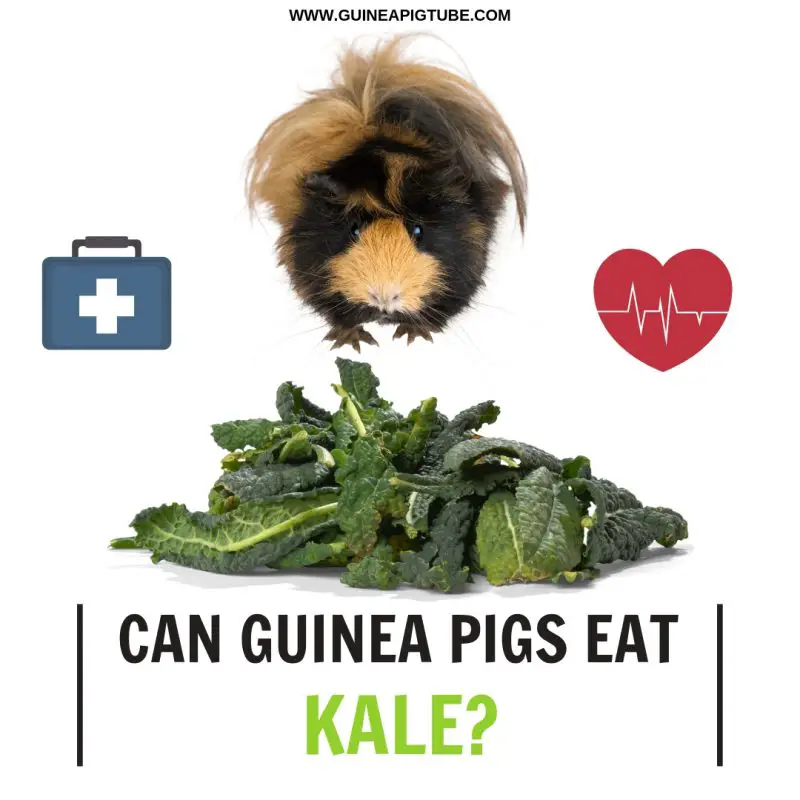 Can Guinea Pigs Eat Kale? Guinea Pig Tube
