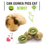 Picture of Can Guinea Pigs Eat Kiwi? - Guinea Pig Tube