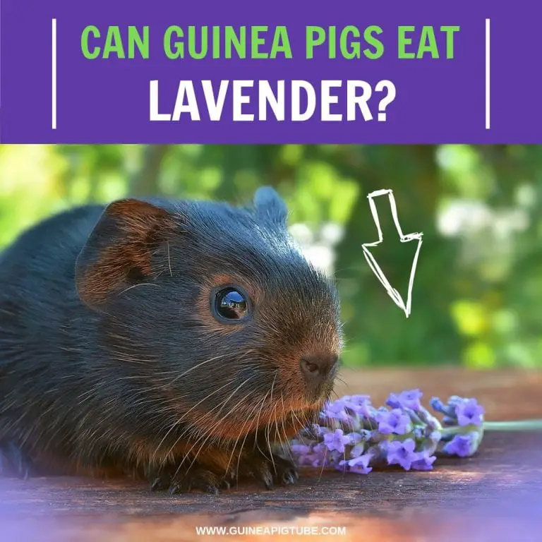Can Guinea Pigs Eat Lavender