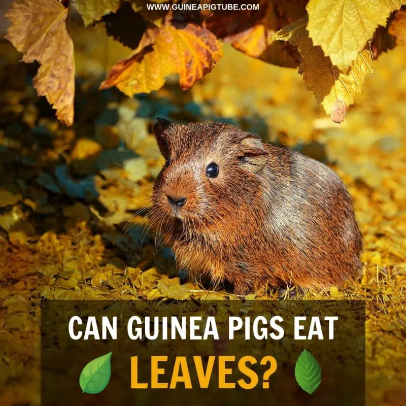 Can Guinea Pigs Eat Leaves? - Guinea 