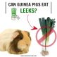Can Guinea Pigs Eat Leeks? - Guinea Pig Tube - Gluten Free Guinea Pig Recipes With Leeks