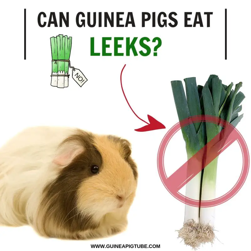 Can Guinea Pigs Eat Leeks