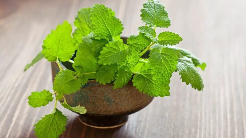 Can Guinea Pigs Eat Lemon Balm