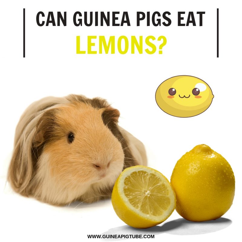 Can Guinea Pigs Eat Lemons