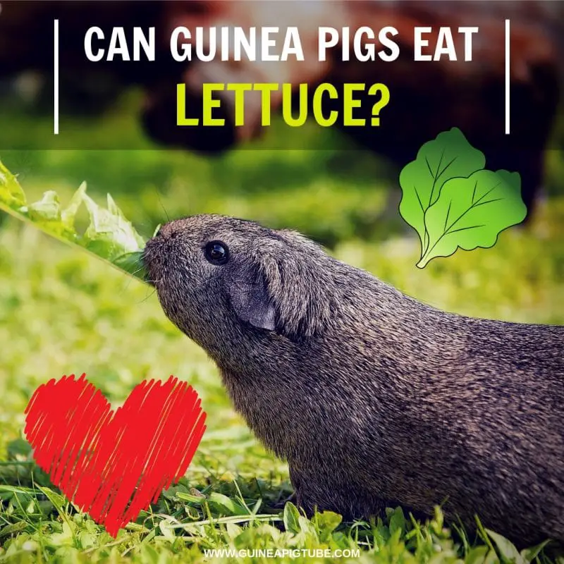 Can Guinea Pigs Eat Lettuce