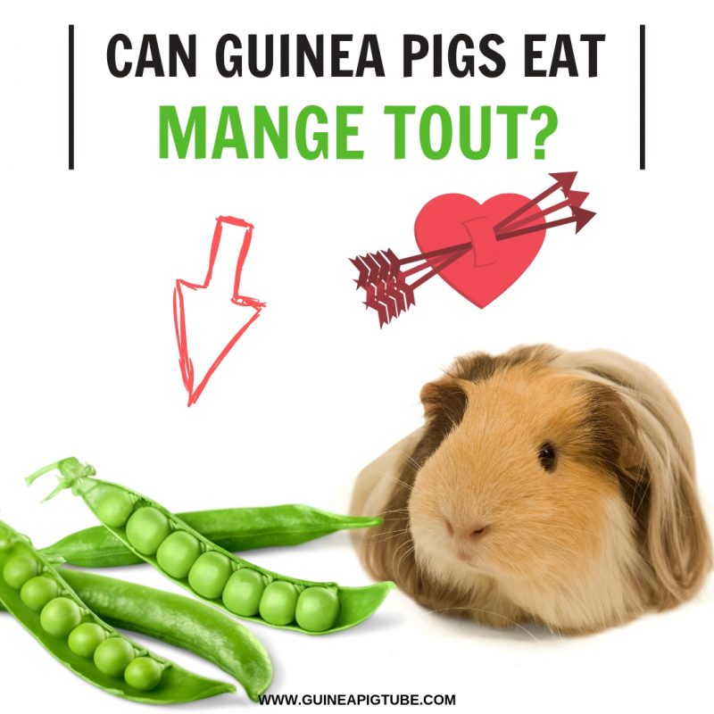 Can Guinea Pigs Eat Mange Tout? 