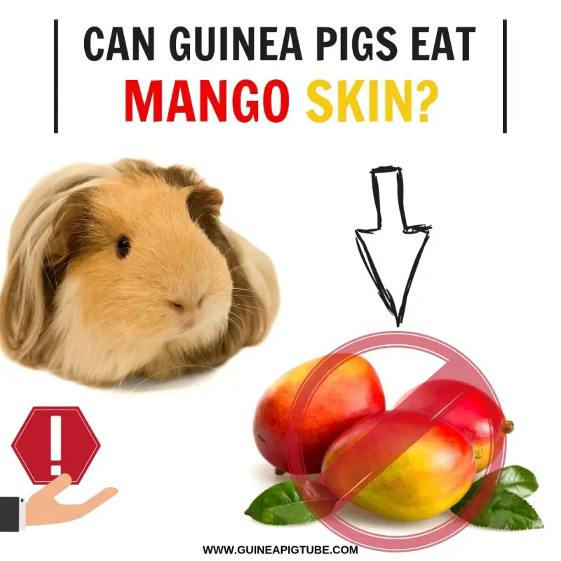 Can Guinea Pigs Eat Mango Skin