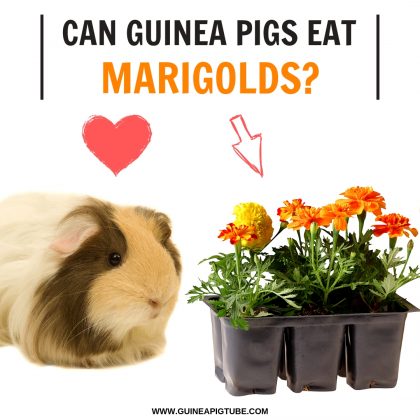 Can Guinea Pigs Eat Marigolds? - Guinea Pig Tube