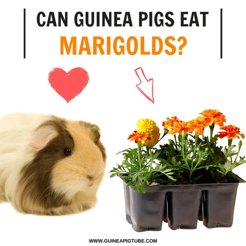 Can Guinea Pigs Eat Marigolds