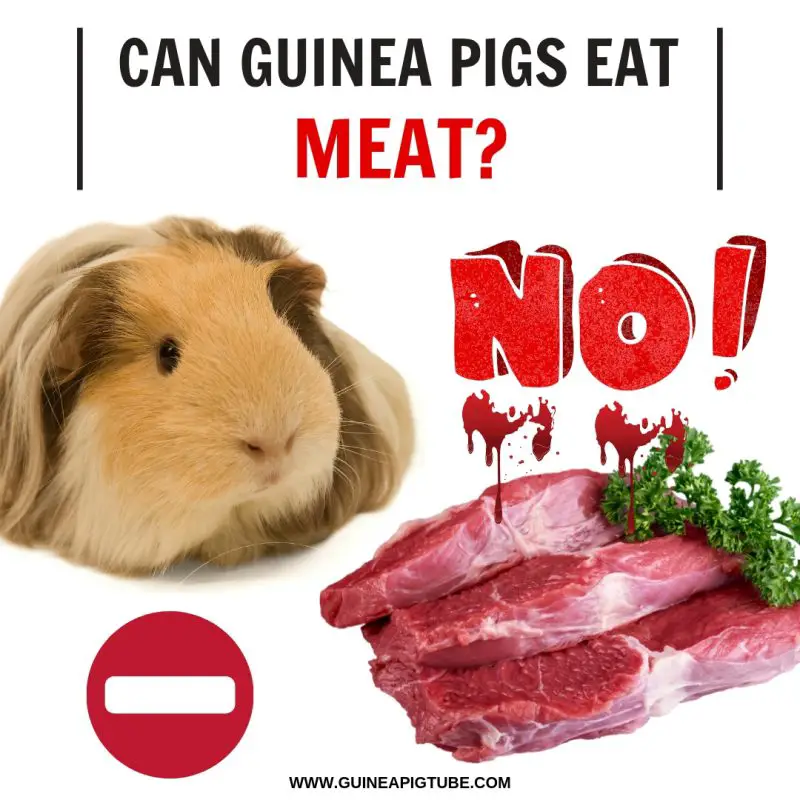 Can Guinea Pigs Eat Meat