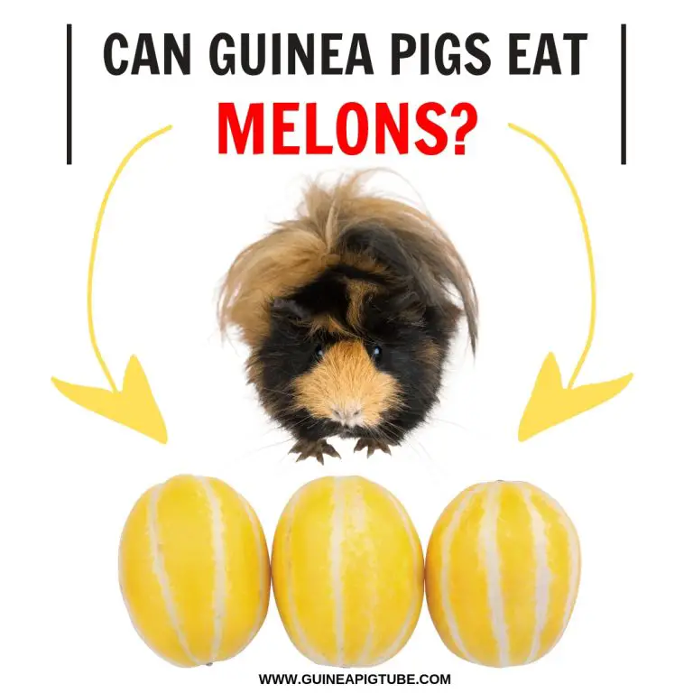 Can Guinea Pigs Eat Melons? Guinea Pig Tube