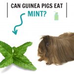 Detailed Can Guinea Pigs Have Mint View Concept Detailed Can Guinea Pigs Have Mint View Concept