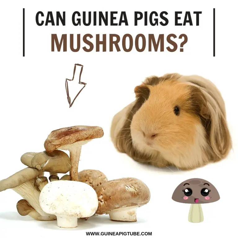 Can Guinea Pigs Eat Mushrooms