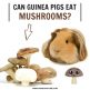View of Can Guinea Pigs Eat Mushrooms? - Guinea Pig Tube