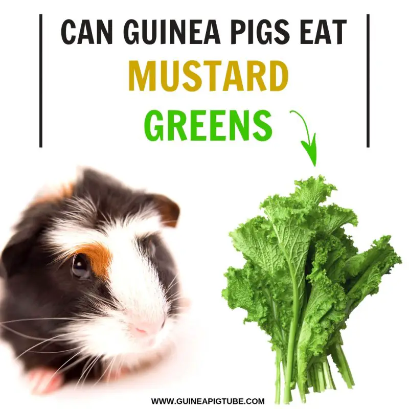 Can Guinea Pigs Eat Mustard Greens