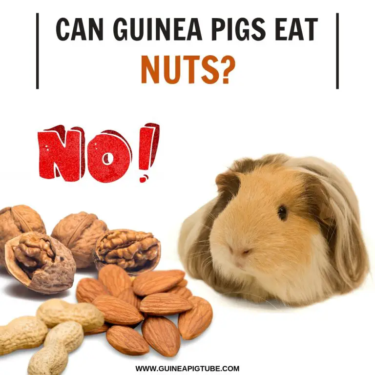 Can Guinea Pigs Eat Nuts