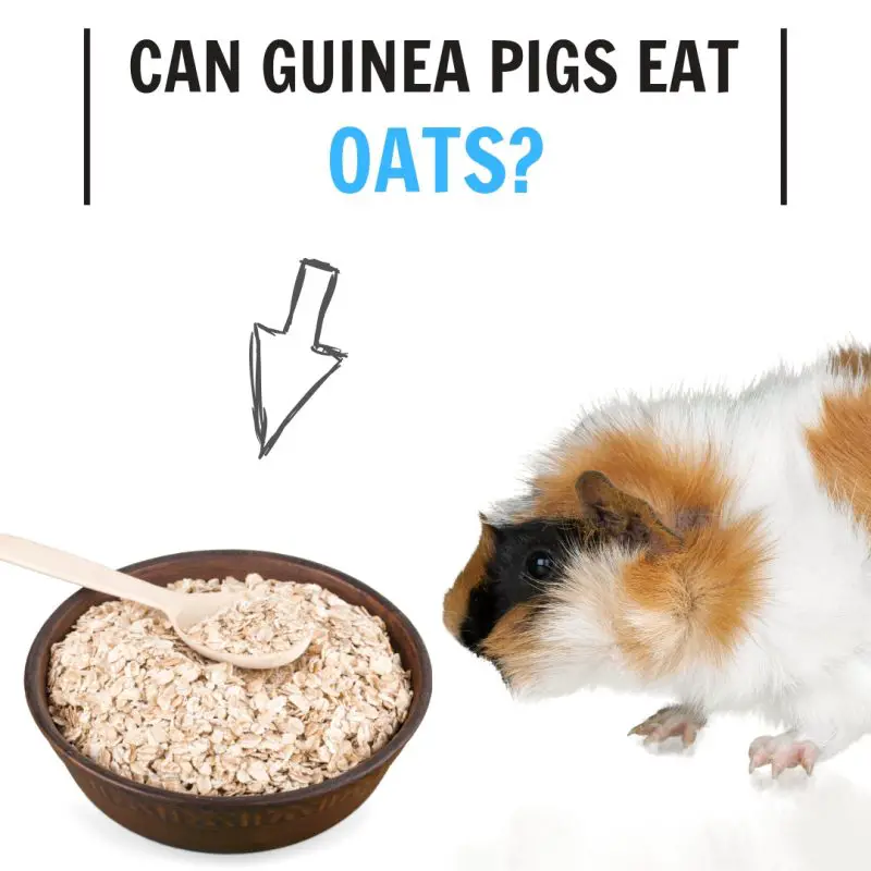 Can Guinea Pigs Eat Oats