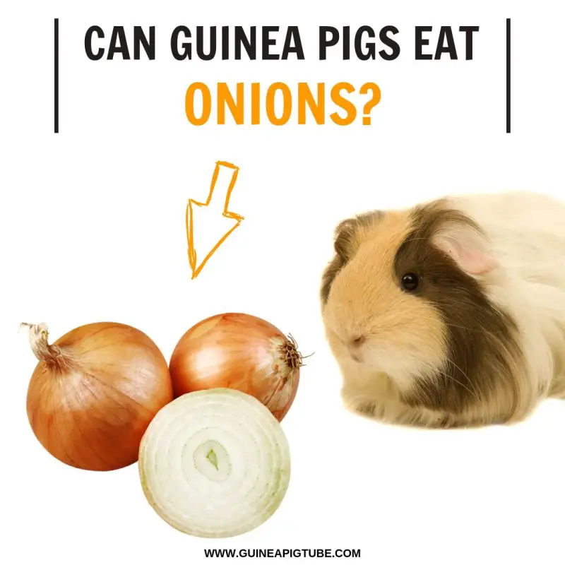 Can Guinea Pigs Eat Onions