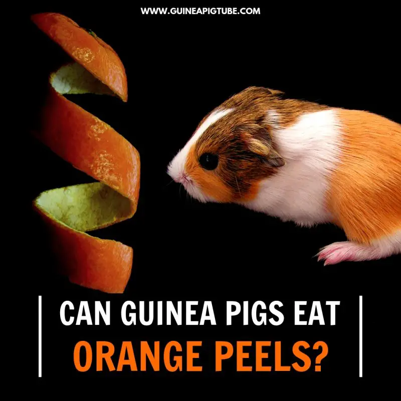 Can Guinea Pigs Eat Orange Peels.