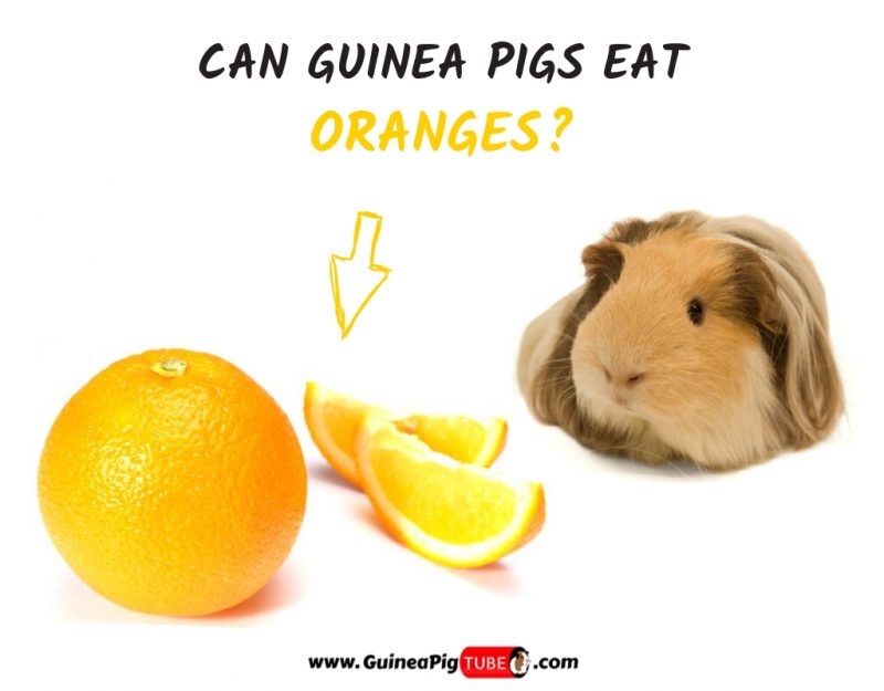 Can Guinea Pigs Eat Oranges? 