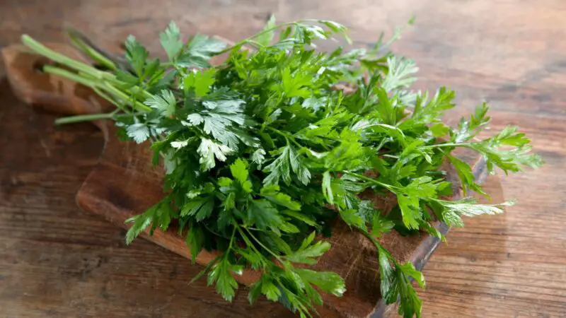 Can Guinea Pigs Eat Parsley