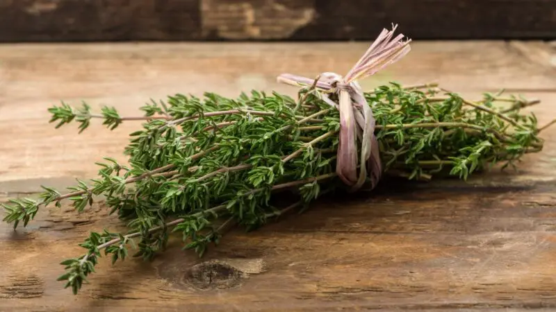 Can Guinea Pigs Eat Thyme