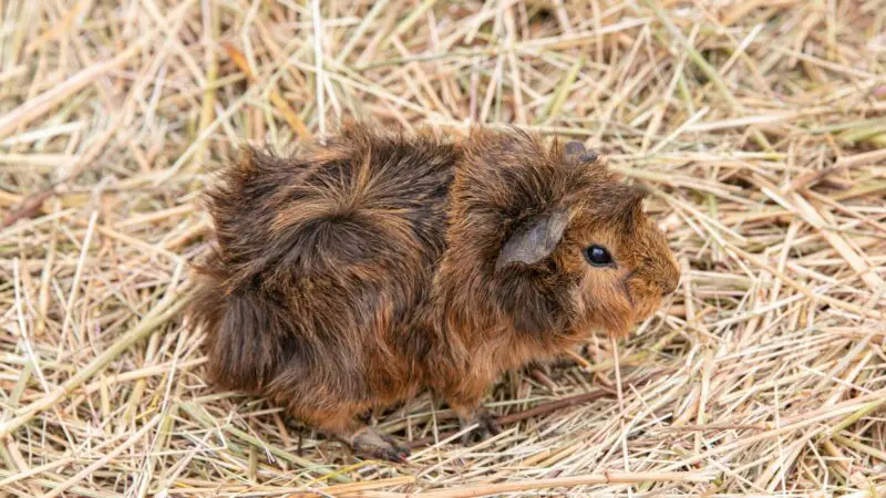 Can Hay Be Bad for Guinea Pigs