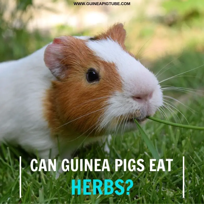 Can guinea pigs eat herbs 