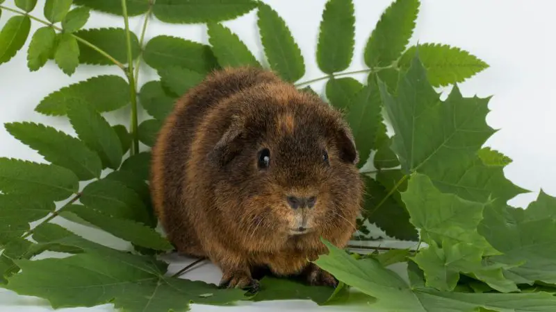 How to Make the Tree Leaves Safe for Consumption for the Guinea Pig