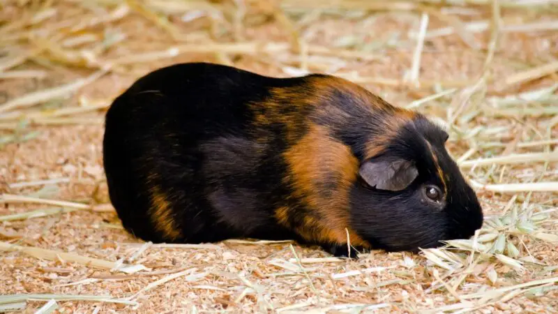 Is Hay Good for Guinea Pigs