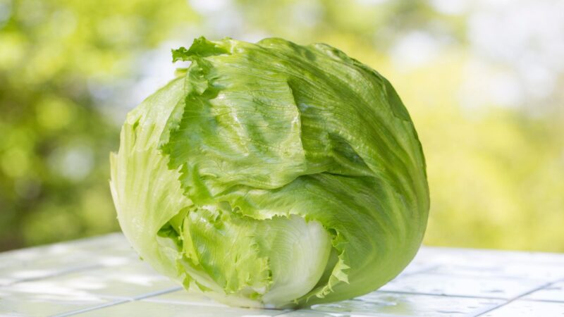 Is Lettuce Bad for Guinea Pigs