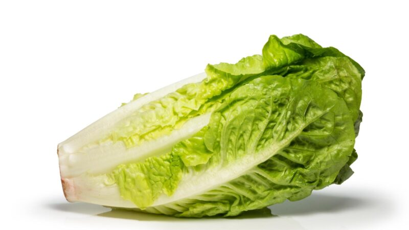 Is Lettuce Good for Guinea Pigs