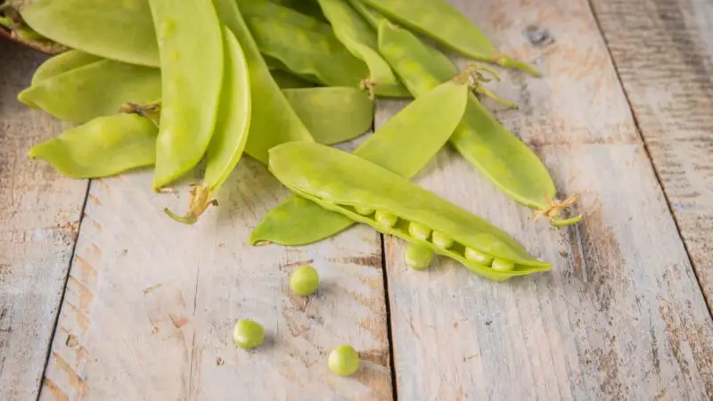 Is Mange Tout Bad for Guinea Pigs