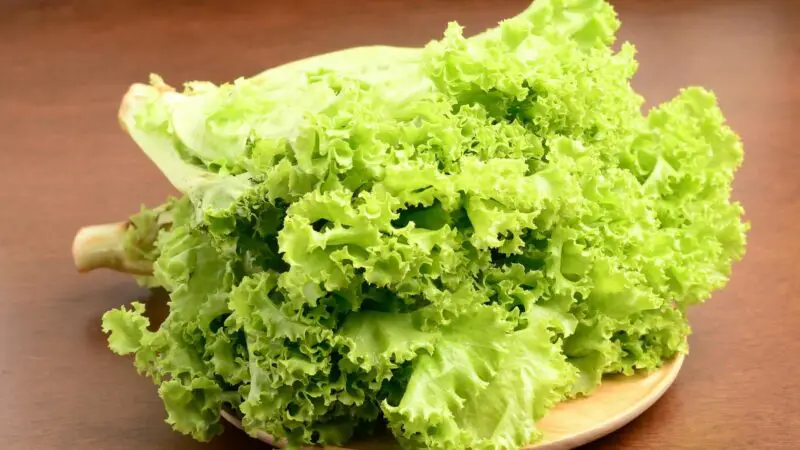 Nutrition Facts of Lettuce